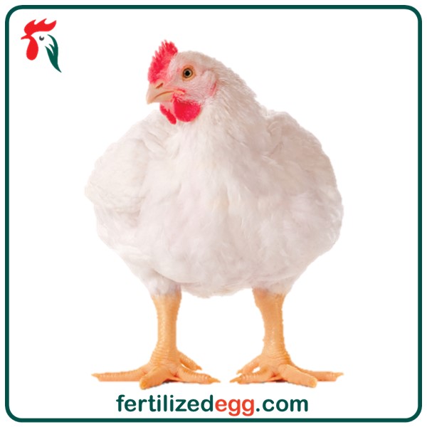 تخم نطفه دار مرغ راس گوشتی 308 چهارمنفی 